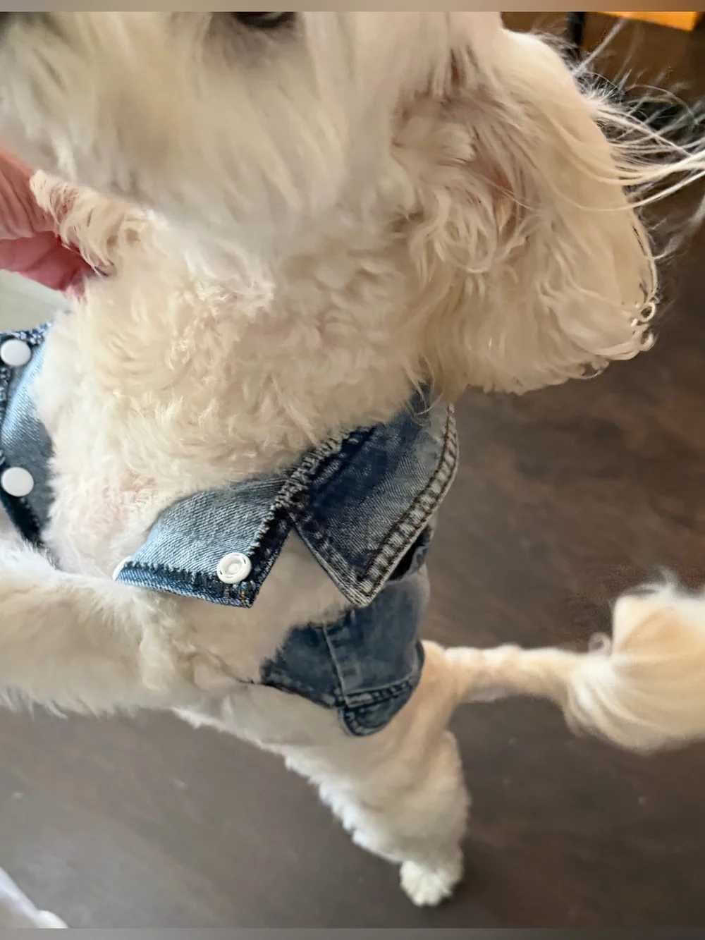 Denim Dog Vest NWT Size medium